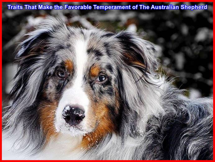 Traits That Make the Favorable Temperament of The Australian Shepherd