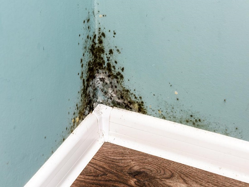 What Are The Indicators Of Mold In Your House?