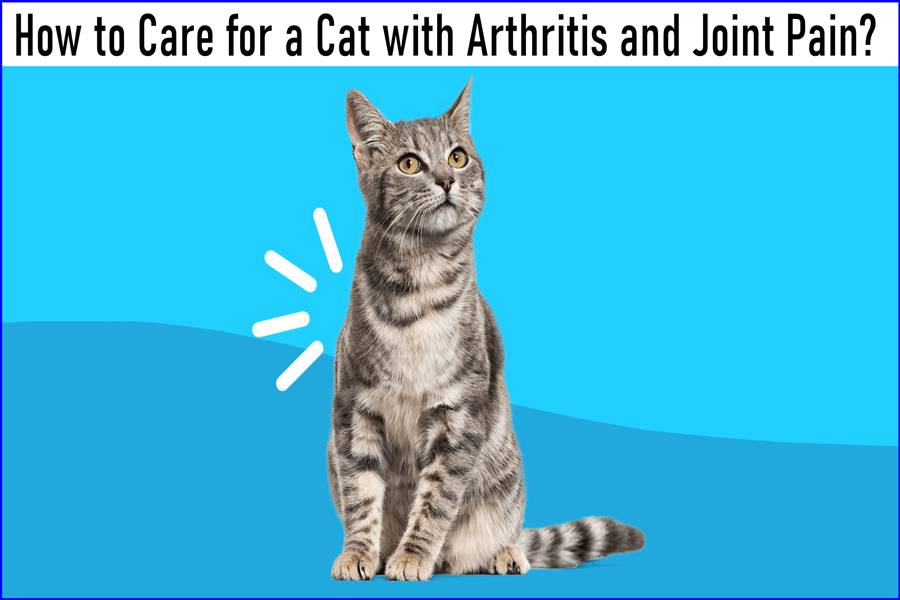 How to Care for a Cat with Arthritis and Joint Pain